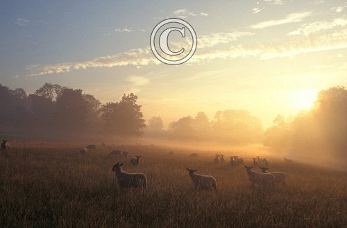 Sheep at Dawn DM0154